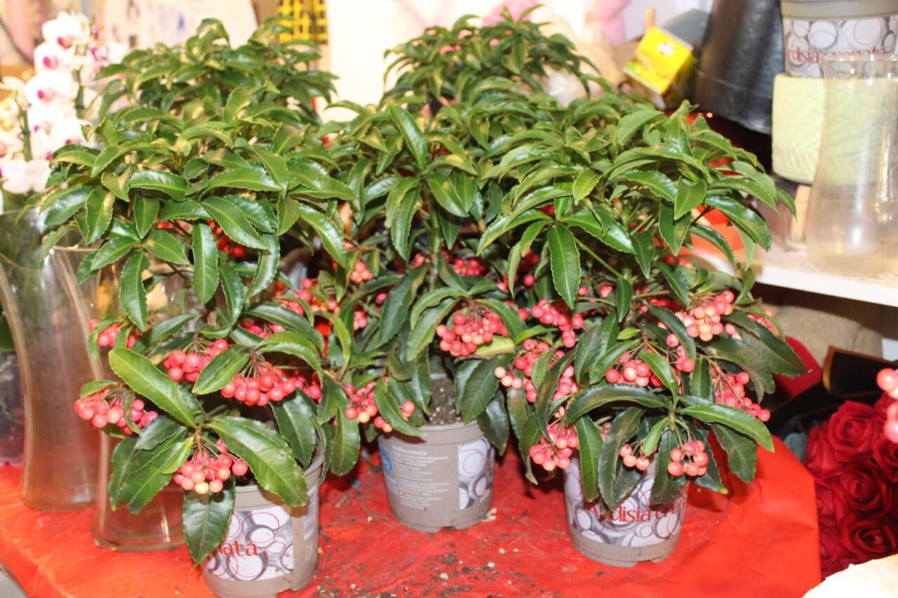 Menteşe’de Kokina Çiçeğine Talep Artıyor: Yeni Yıla Doğru İlgi Zirvede 3